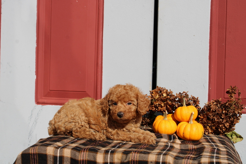 puppy, for, sale, Mini Poodle, Matthew B. Stoltzfus, dog, breeder, Gap, PA, dog-breeder, puppy-for-sale, forsale, nearby, find, puppyfind, locator, puppylocator, aca